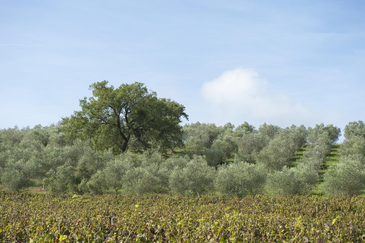 Agriturismo Poggio Corbello La Pesta Εξωτερικό φωτογραφία